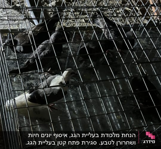 כלוב עם יונים על רצפה מלוכלכת